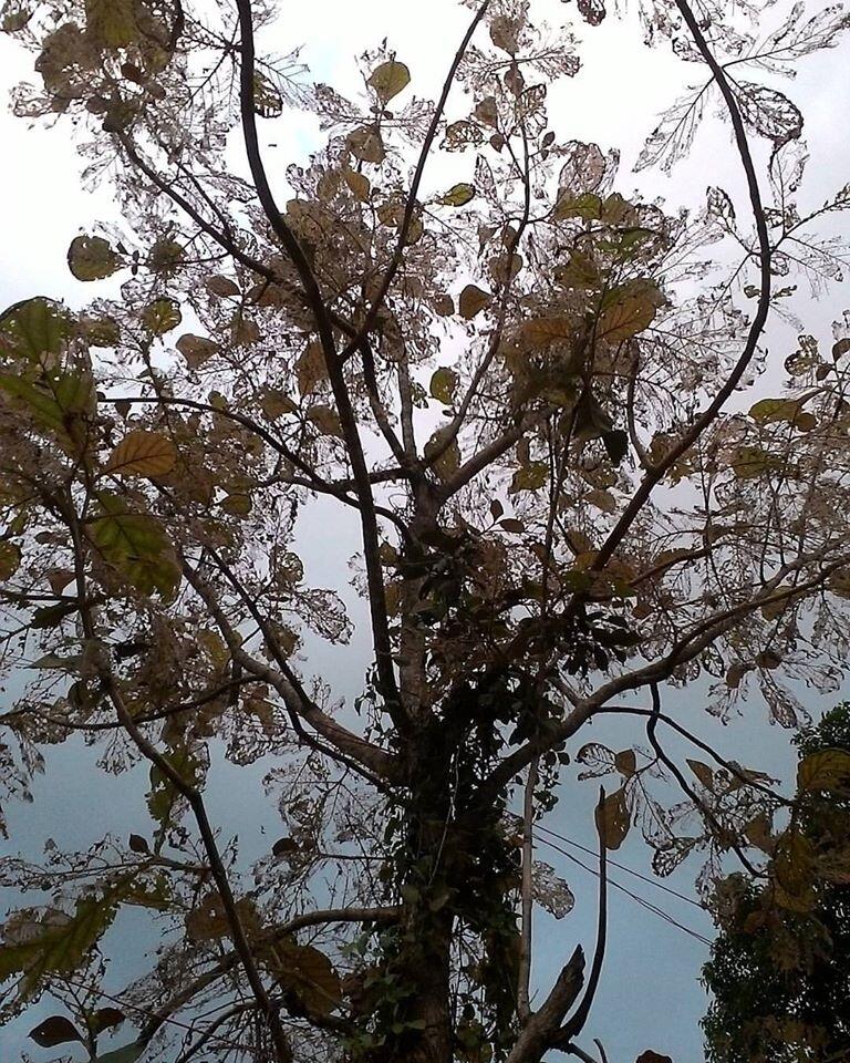 &#91;COC Regional: Makanan Tradisional&#93; Ungker Jati, Gurihnya Kuliner Eksotis Alas Blora