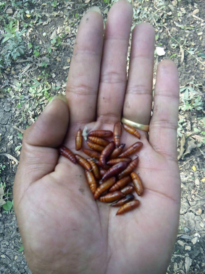 &#91;COC Regional: Makanan Tradisional&#93; Ungker Jati, Gurihnya Kuliner Eksotis Alas Blora