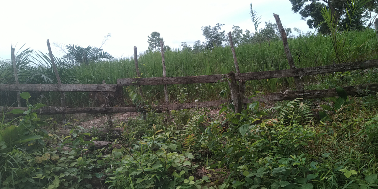 Padi Ladang Vs Padi Sawah, Mana yang Mantul

