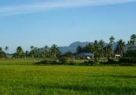 Padi Ladang Vs Padi Sawah, Mana yang Mantul
