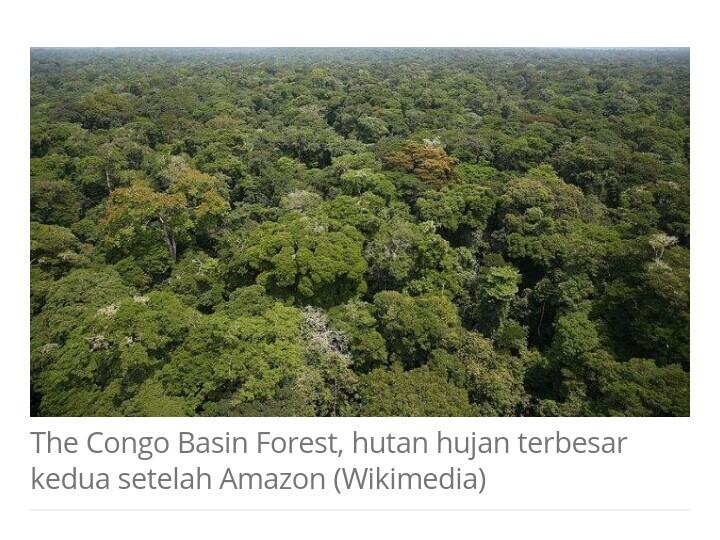 Pemerintah Rep. Kongo Siap Tebang Hutan Afrika Demi Perusahaan China,Kata Greenpeace