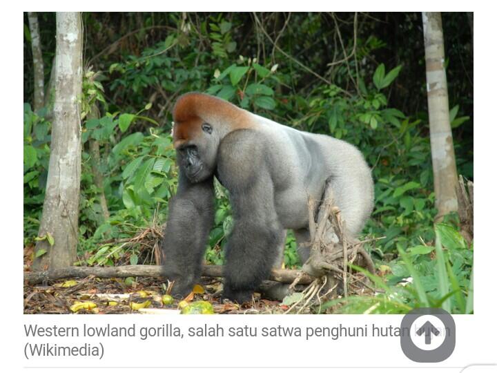 Pemerintah Rep. Kongo Siap Tebang Hutan Afrika Demi Perusahaan China,Kata Greenpeace