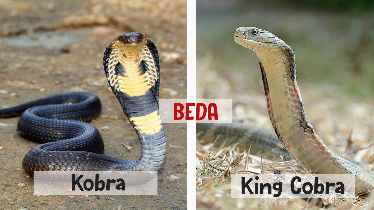 Sering Dianggap Mirip, Inilah Perbedaan Kobra Dan King Cobra