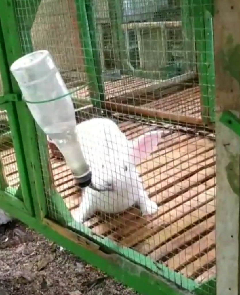 &#91;COC Regional: Lokasi Wisata&#93; Kebun Binatang Mini di Waroeng Keboen Iboe