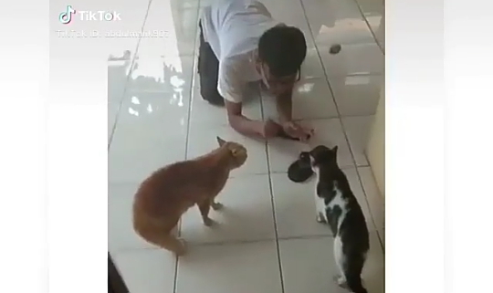 Viral Kucing Orange Berantem dengan Si Hitam, Masalah Percintaan! Siapa yang Salah?