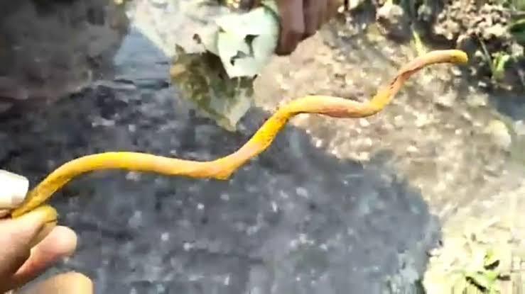 Garuda Sanjeevani, Tanaman Berakar Spiral yang Mampu Berenang Melawan Arus Air!