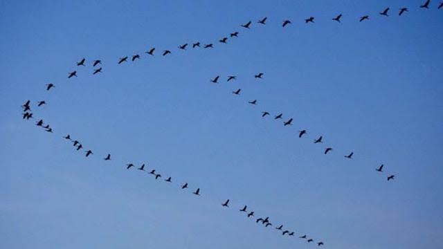 Kenapa Burung Elang Sayapnya Tak Banyak Mengepak Ketika Di Udara