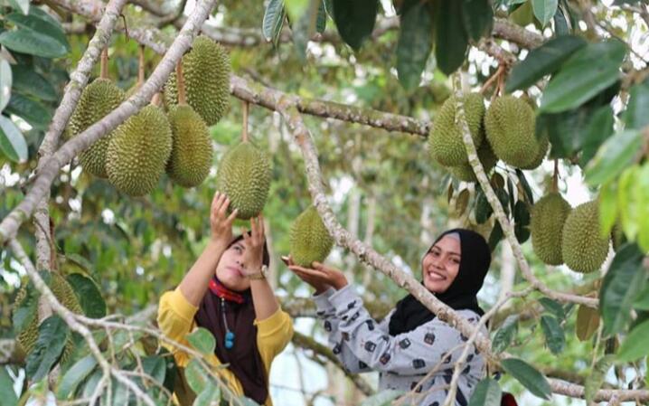 &#91;COC Regional: Lokasi Wisata&#93; Berwisata Sambil Menikmati Lezatnya Durian, Mau?