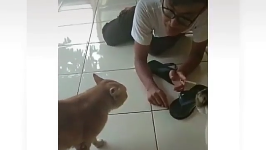 Viral Kucing Orange Berantem dengan Si Hitam, Masalah Percintaan! Siapa yang Salah?