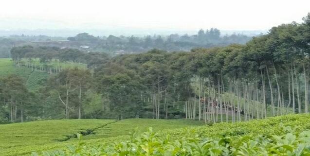 &#91; COC Regional : Lokasi Wisata &#93; Kebun Teh Kabawetan Kepahyang