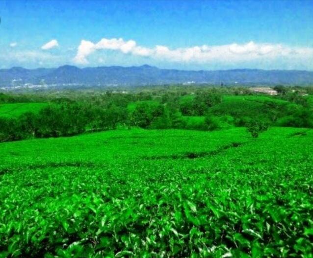 &#91; COC Regional : Lokasi Wisata &#93; Kebun Teh Kabawetan Kepahyang