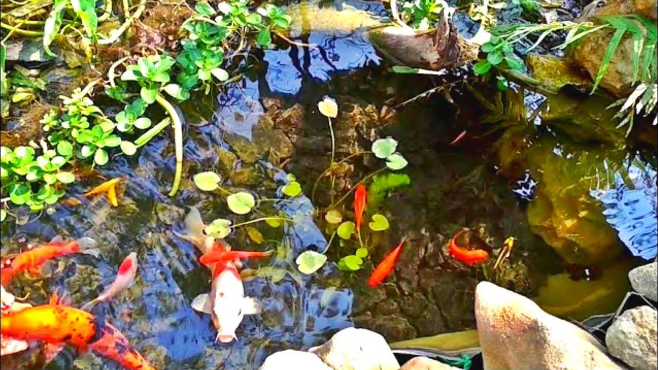 Alasan Harga Ikan Koi Bisa Mahal Sampai Ratusan Juta, Ini penyebabnya!!!?