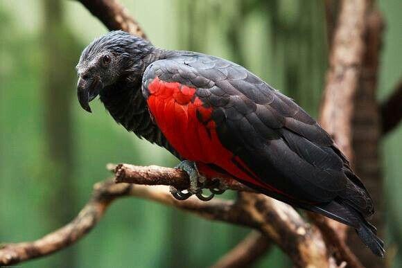 Ada Dracula Di Indonesia, Burung Nuri Asal Papua yang Berwarna Hitam!