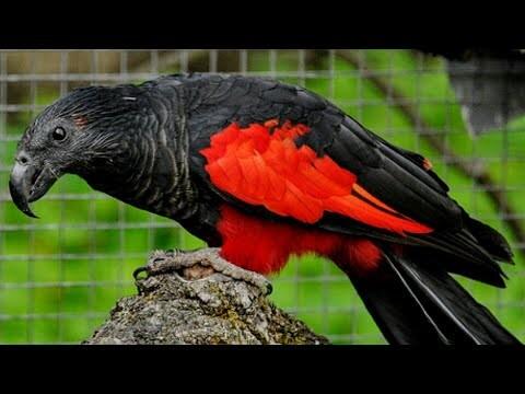 Ada Dracula Di Indonesia, Burung Nuri Asal Papua yang Berwarna Hitam!