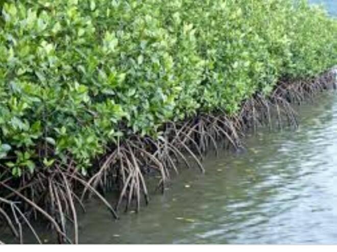&#91; COC Regional : Lokasi Wisata &#93; Kenyamanan Hutan Mangrove Pulau Baai