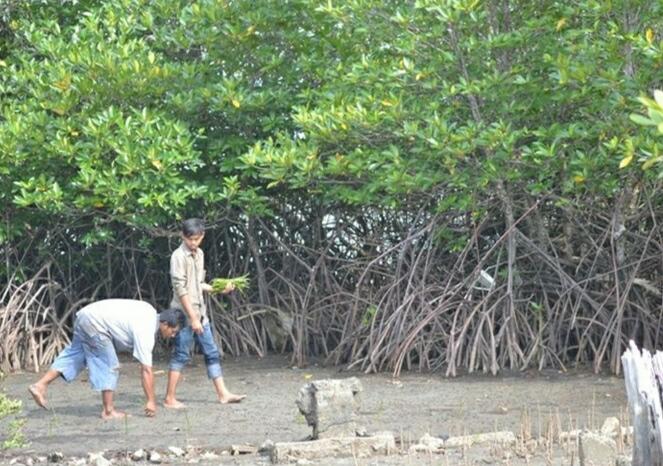 &#91; COC Regional : Lokasi Wisata &#93; Kenyamanan Hutan Mangrove Pulau Baai