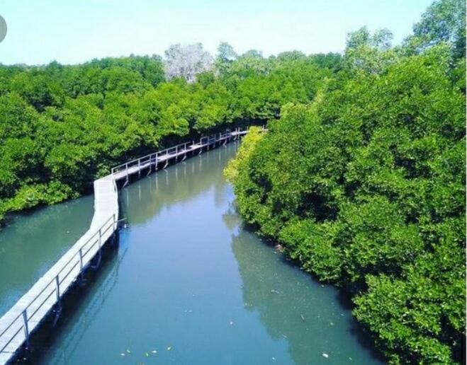&#91; COC Regional : Lokasi Wisata &#93; Kenyamanan Hutan Mangrove Pulau Baai