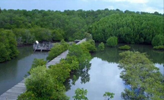 &#91; COC Regional : Lokasi Wisata &#93; Kenyamanan Hutan Mangrove Pulau Baai