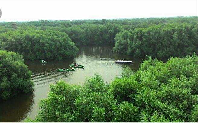 &#91; COC Regional : Lokasi Wisata &#93; Kenyamanan Hutan Mangrove Pulau Baai