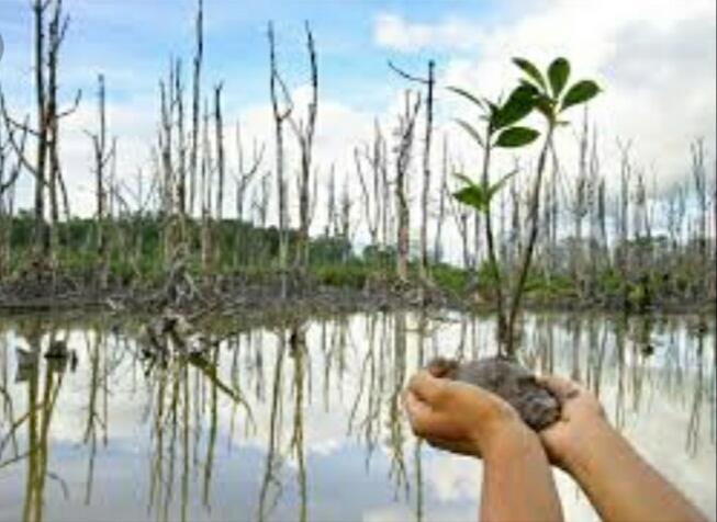 &#91; COC Regional : Lokasi Wisata &#93; Kenyamanan Hutan Mangrove Pulau Baai