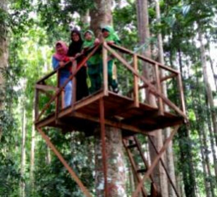 &#91; COC Regional : Lokasi Wisata &#93; Hutan Wisata Madapi Curup Rejang Lebong Bengkulu