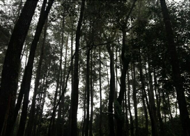&#91; COC Regional : Lokasi Wisata &#93; Hutan Wisata Madapi Curup Rejang Lebong Bengkulu