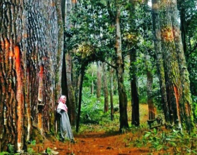 &#91; COC Regional : Lokasi Wisata &#93; Hutan Wisata Madapi Curup Rejang Lebong Bengkulu