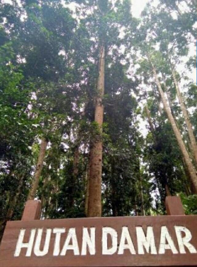 &#91; COC Regional : Lokasi Wisata &#93; Hutan Wisata Madapi Curup Rejang Lebong Bengkulu