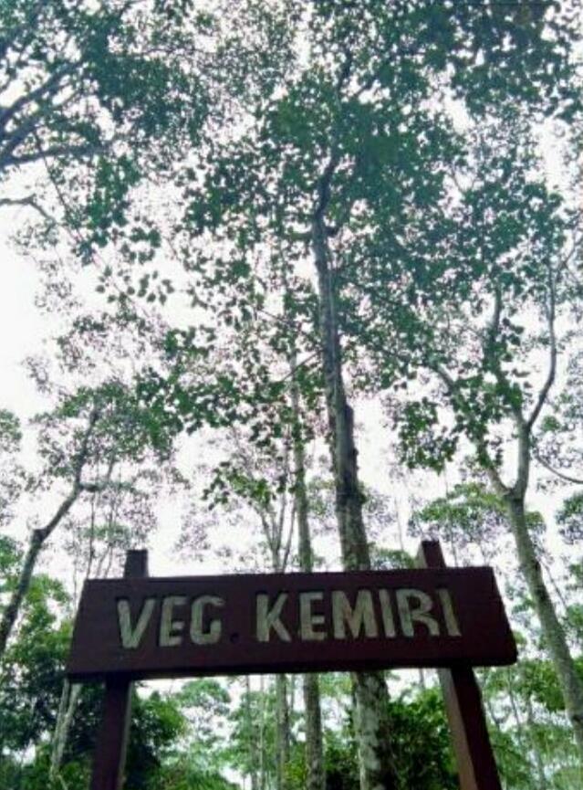 &#91; COC Regional : Lokasi Wisata &#93; Hutan Wisata Madapi Curup Rejang Lebong Bengkulu