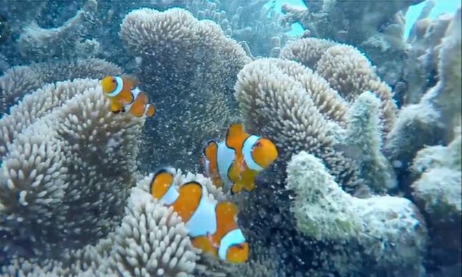 &#91; COC Regional : Lokasi Wisata &#93; Menikmati Alamnya Pulau Enggano