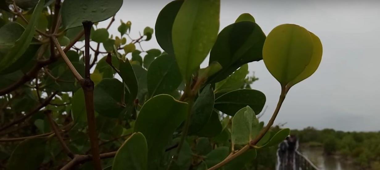 &#91;COC Regional: Lokasi Wisata&#93; Hutan Mangrove Madura