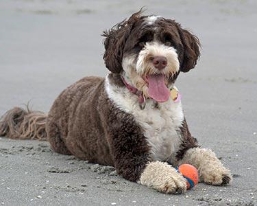 Mengenal Water Portuguese Dog , Anjing lucu kesayangan Obama