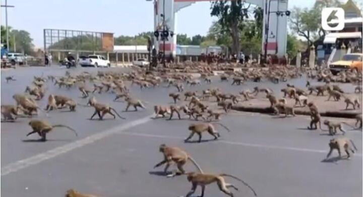 Kelaparan Karena Corona Monyet di Thailan, Di Indonesia Monyet Kelaparan Karena....