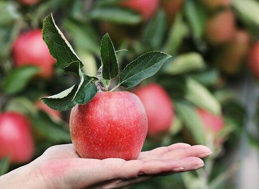 3 Negara Maju Di Dunia Yang Menanam Buah Untuk Rakyatnya (GRATIS) + Video
