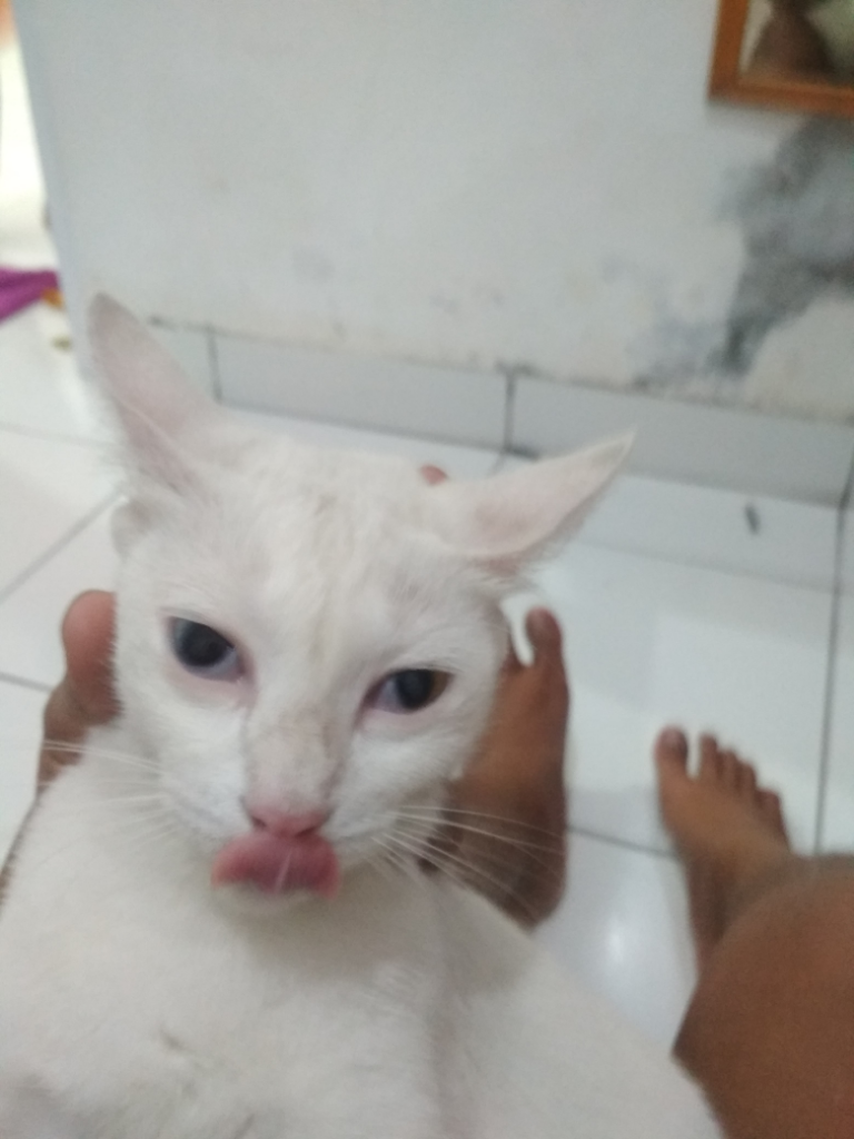 Ask: Tolong Gan, Kucing Ane Kena Sakit Mata