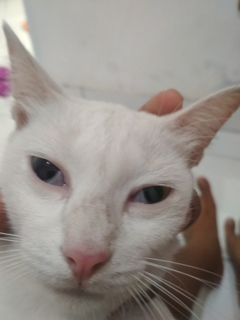 Ask: Tolong Gan, Kucing Ane Kena Sakit Mata