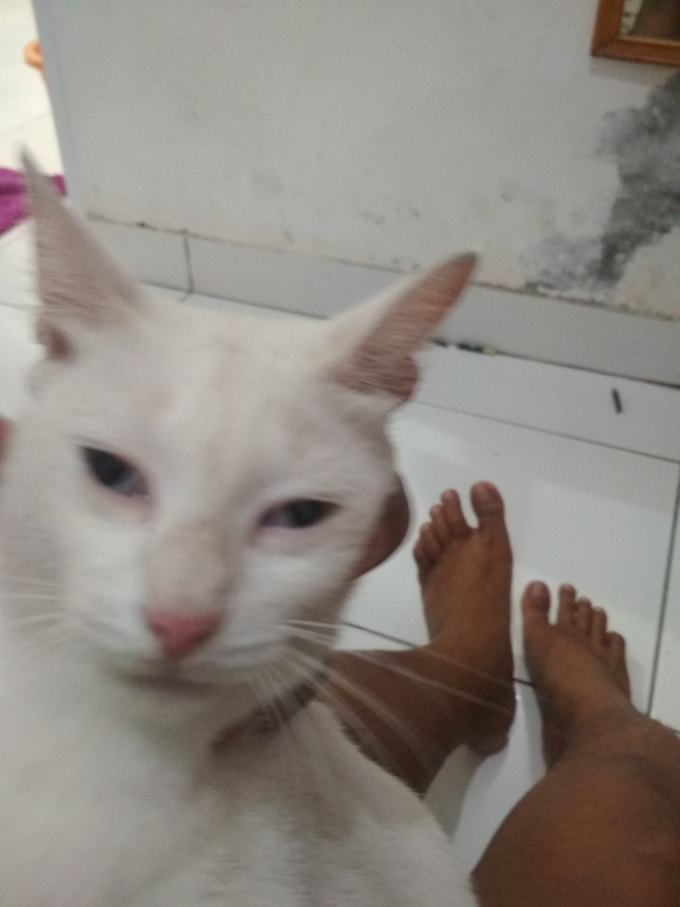 Ask: Tolong Gan, Kucing Ane Kena Sakit Mata