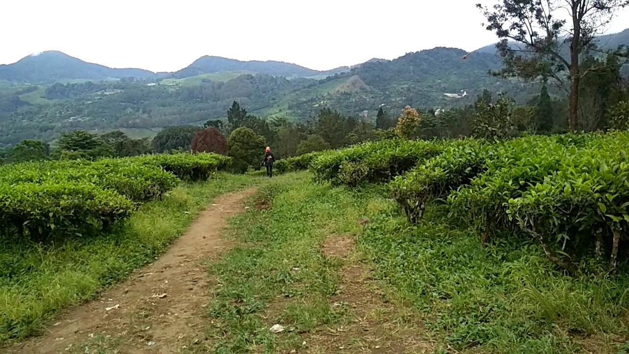 &#91;COC Regional : Lokasi Wisata&#93; Agrowisata Gunung Mas, Cocok bareng Teman &amp; Keluarga