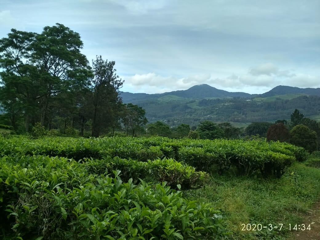 &#91;COC Regional : Lokasi Wisata&#93; Agrowisata Gunung Mas, Cocok bareng Teman &amp; Keluarga