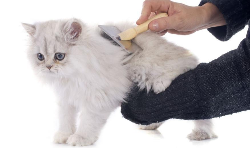 Cara Perawatan Kucing Bulu Panjang