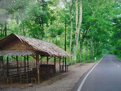 Makhluk Penghuni Alas Kubangkangkung