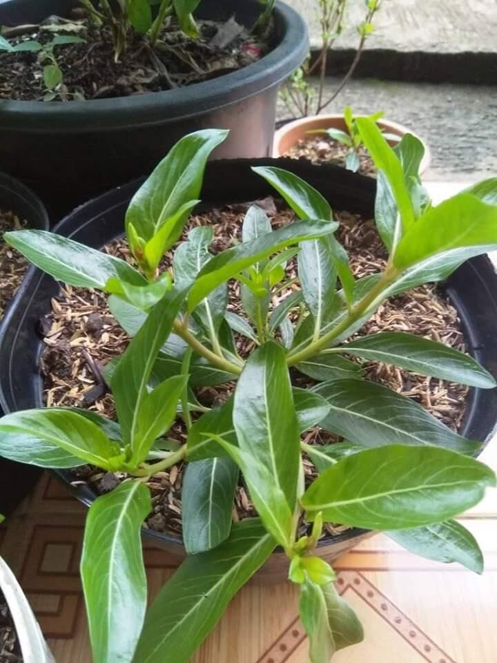 Mumpung di Rumah, Maksimalkan Bersama Anak