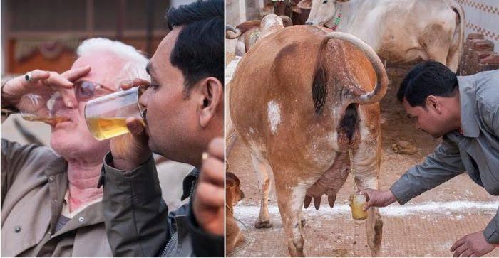 Tangkal Corona, Orang India Minum Air Kencing Sapi, Mau Coba?