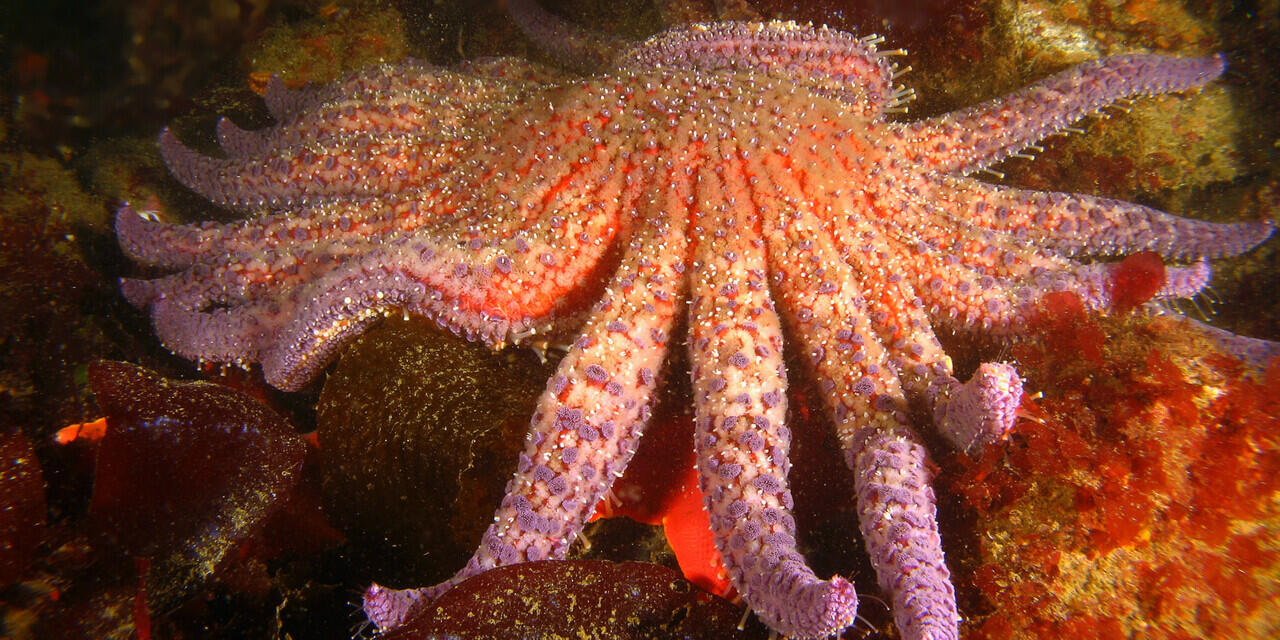 Sunflower Sea Star, Bintang Laut Yang Siap Melelehkan Dagingmu!