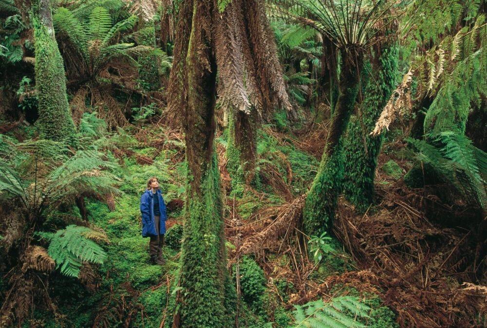 7 Negara Dengan Hutan Terluas Di Dunia, Indonesia Diurutan Berapa ?