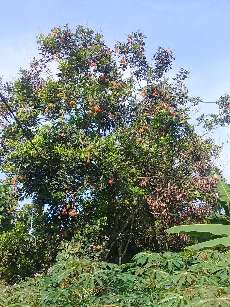 Mumpung di Rumah, Ane Panen Rambutan dan Nanem Rempah-rempah! Unik Kan?