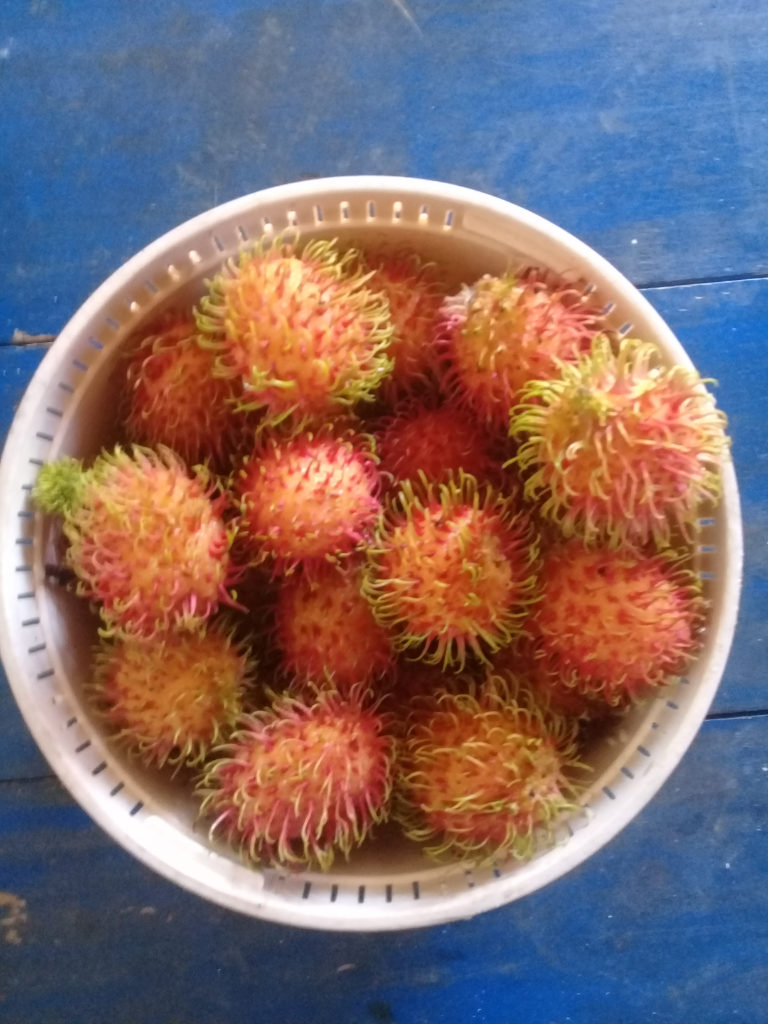 Mumpung di Rumah, Ane Panen Rambutan dan Nanem Rempah-rempah! Unik Kan?