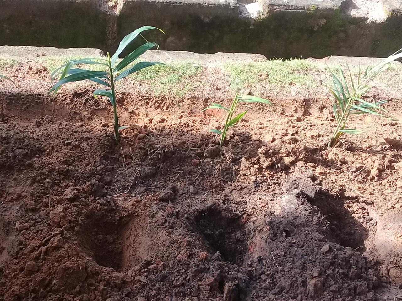Mumpung di Rumah, Ane Panen Rambutan dan Nanem Rempah-rempah! Unik Kan?
