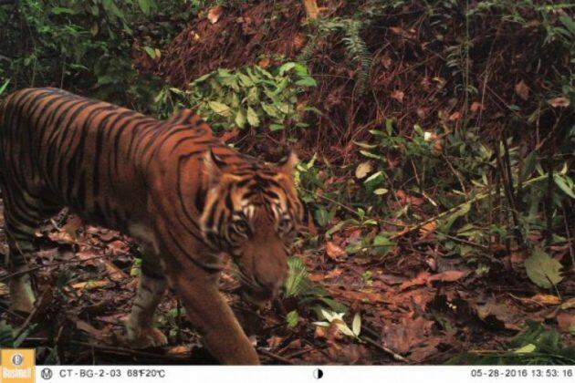 Siluman Harimau Penghuni Gunung Merapi