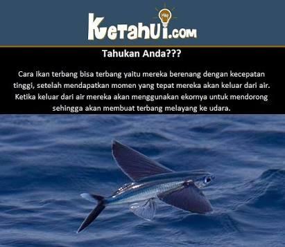 Ikan Terbang Ikan Dengan Kemampuan Yang Menakjubkan